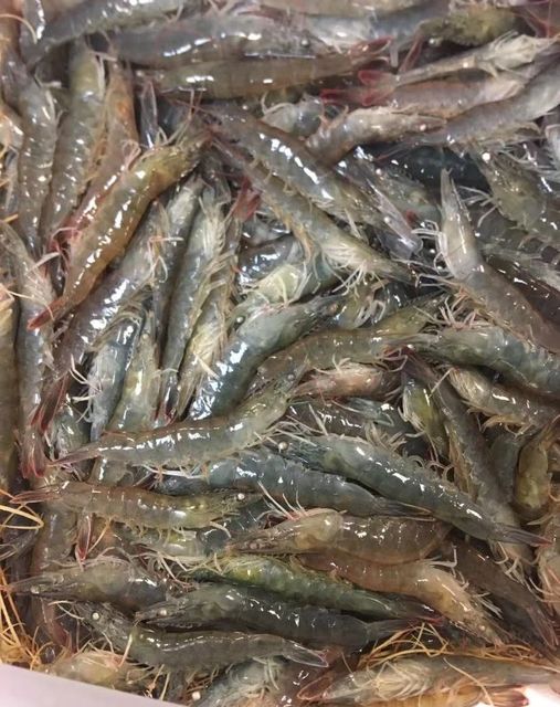 Frozen Bait  Florida – Florida Shrimp Co.